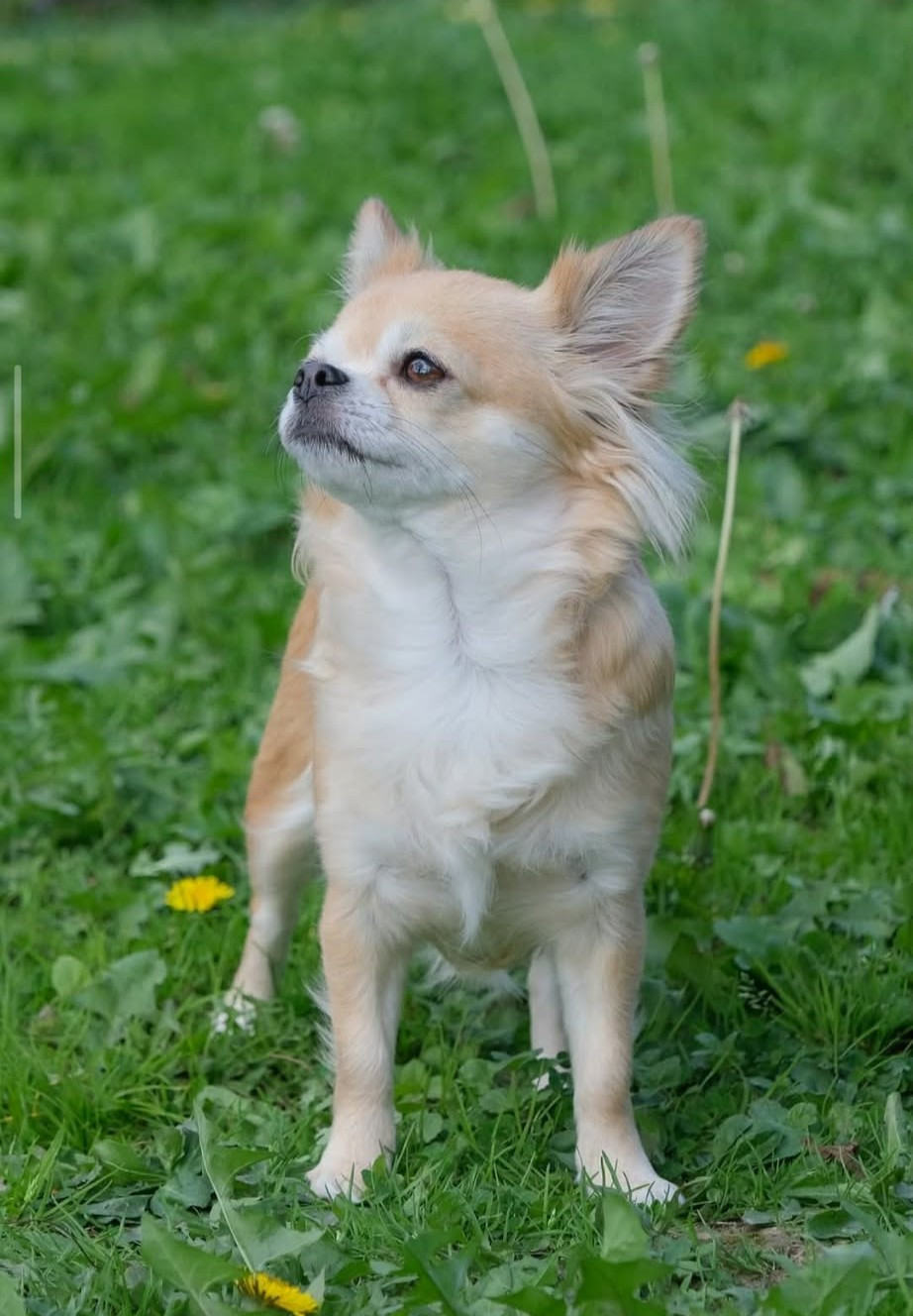 Ruby Des Etoiles De La Vergeade