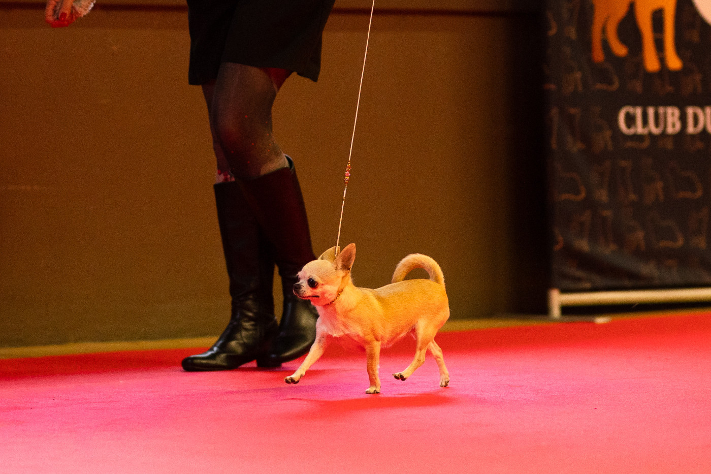 Shelby des moulins de saint roch