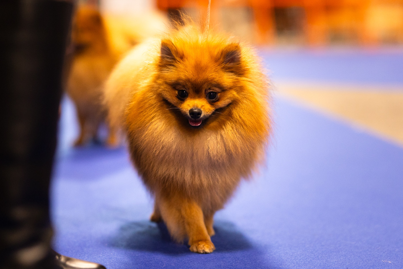 Vayana Des Punchy Diamonds