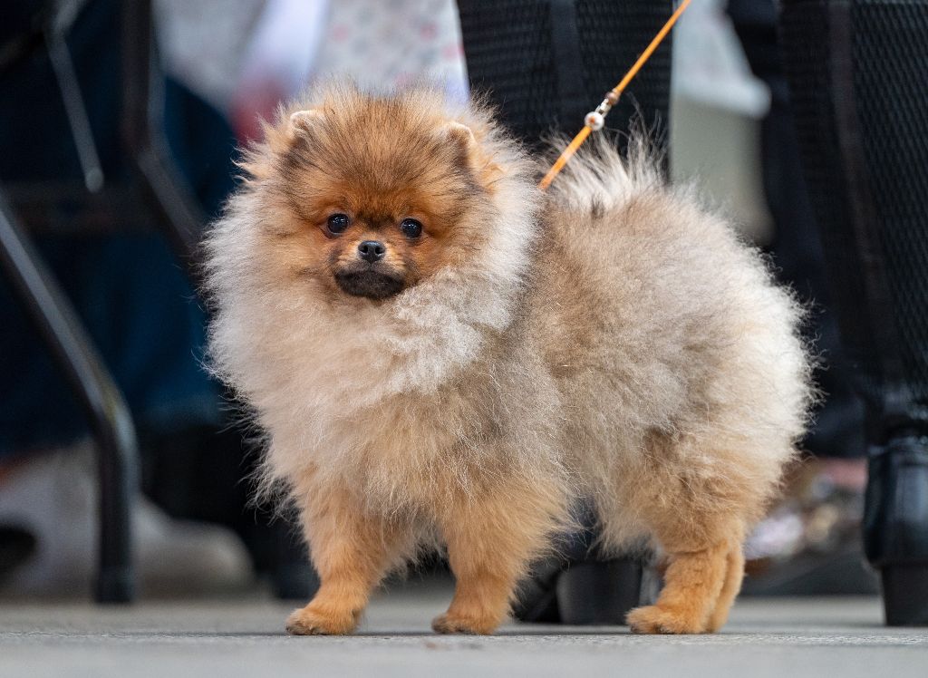 Apollo treize Des Punchy Diamonds