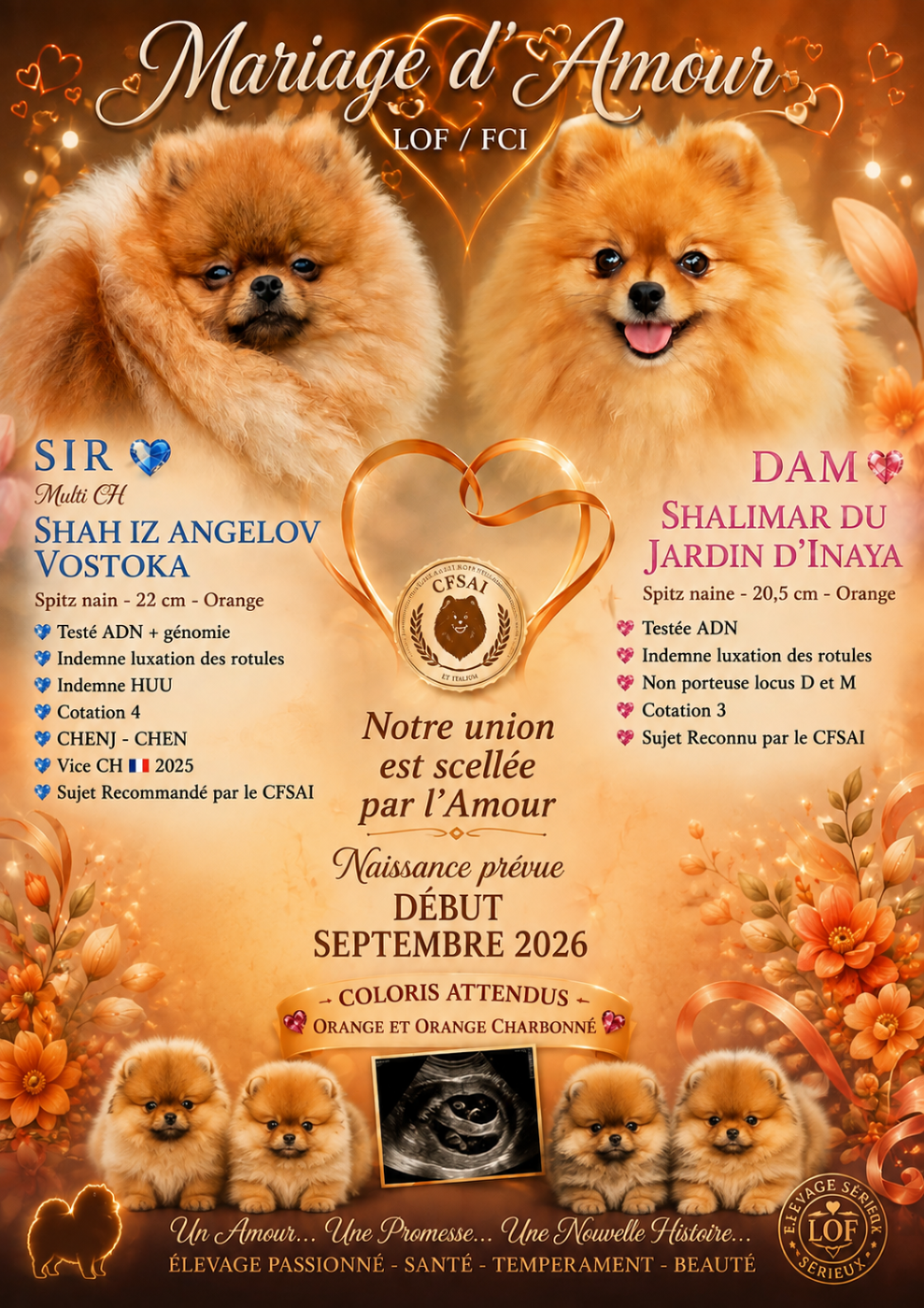 Gestation confirmée pour Shalimar et Shah