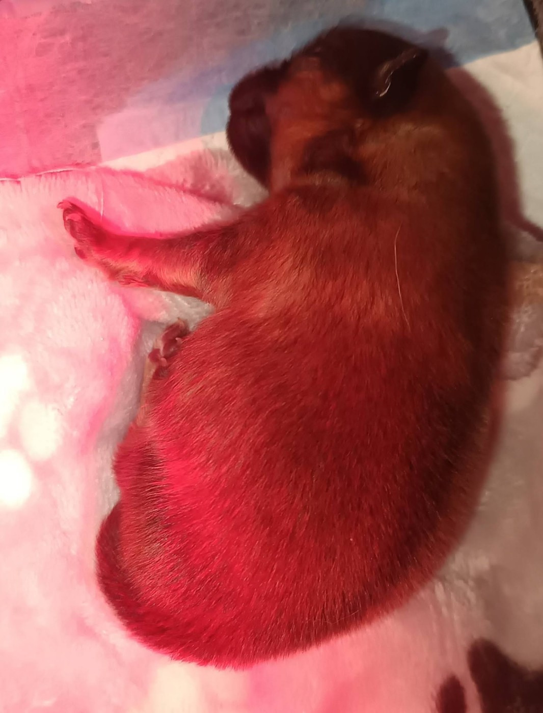 Des Punchy Diamonds - Chiots disponibles - Spitz allemand