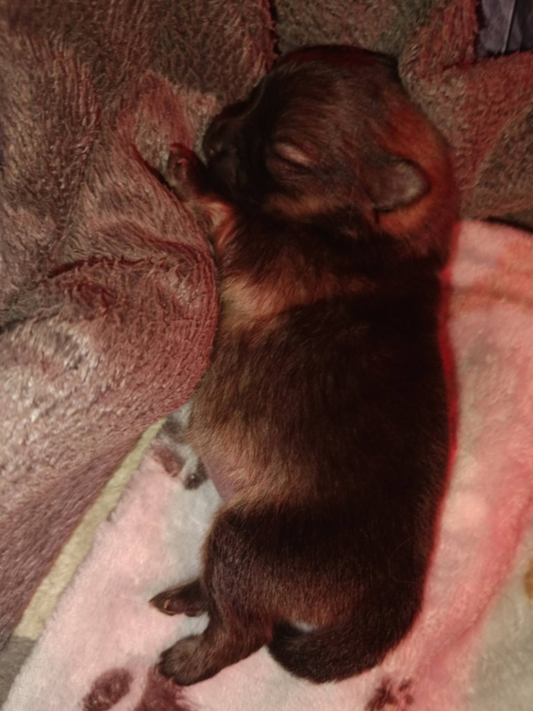 Des Punchy Diamonds - Chiots disponibles - Spitz allemand