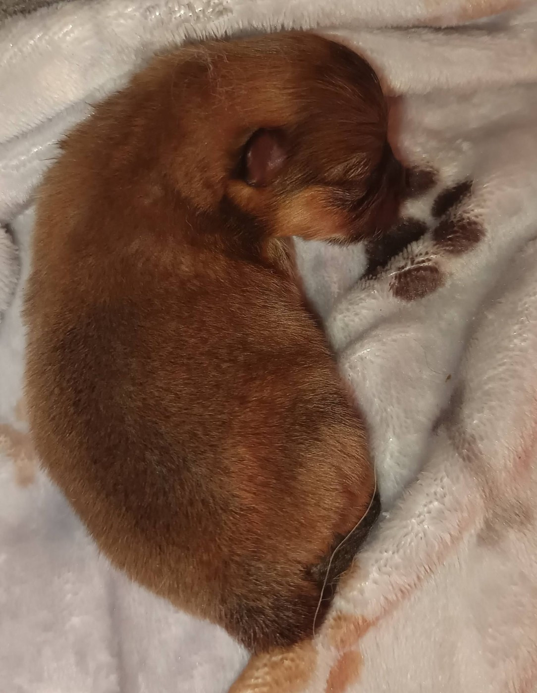Des Punchy Diamonds - Chiots disponibles - Spitz allemand