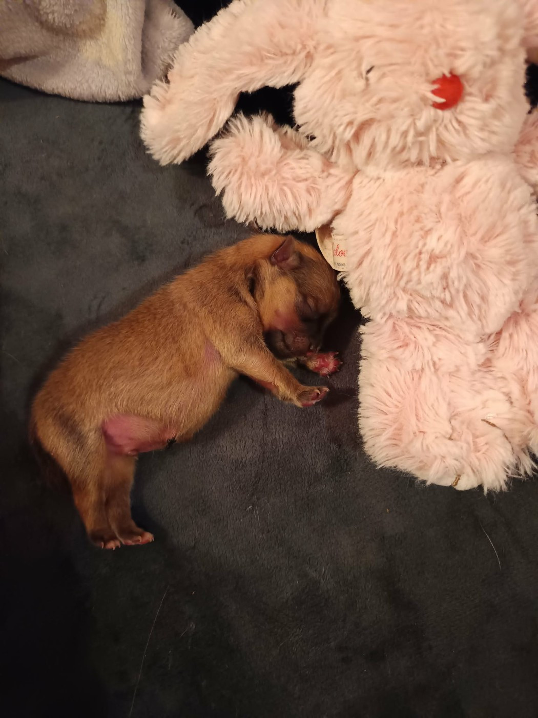 Des Punchy Diamonds - Chiots disponibles - Spitz allemand