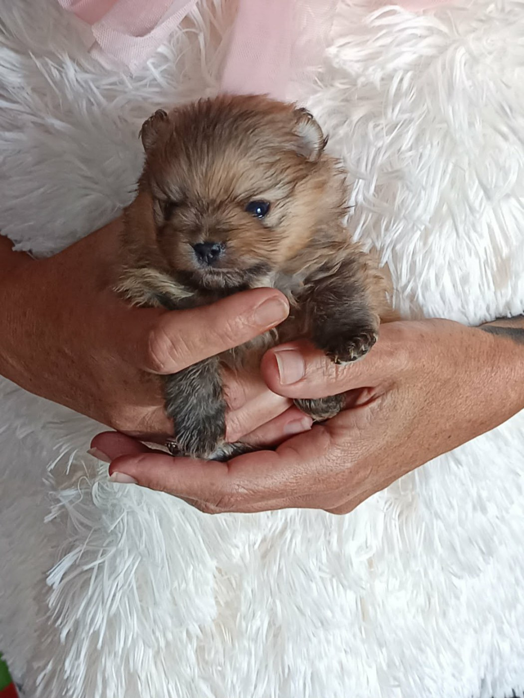 Des Punchy Diamonds - Chiots disponibles - Spitz allemand
