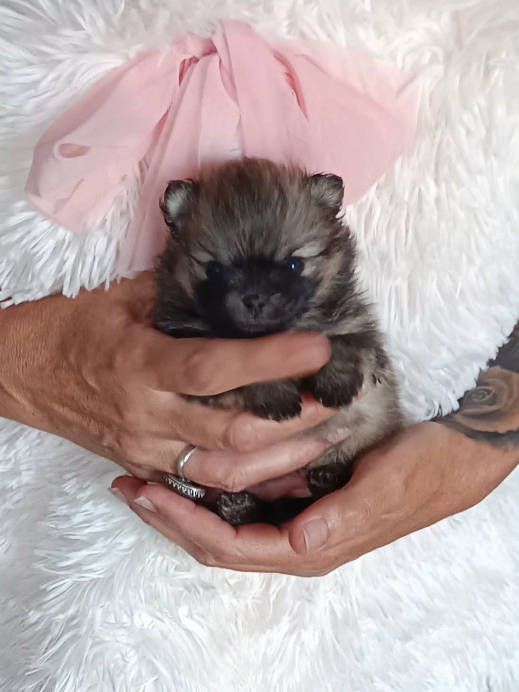 Des Punchy Diamonds - Chiots disponibles - Spitz allemand