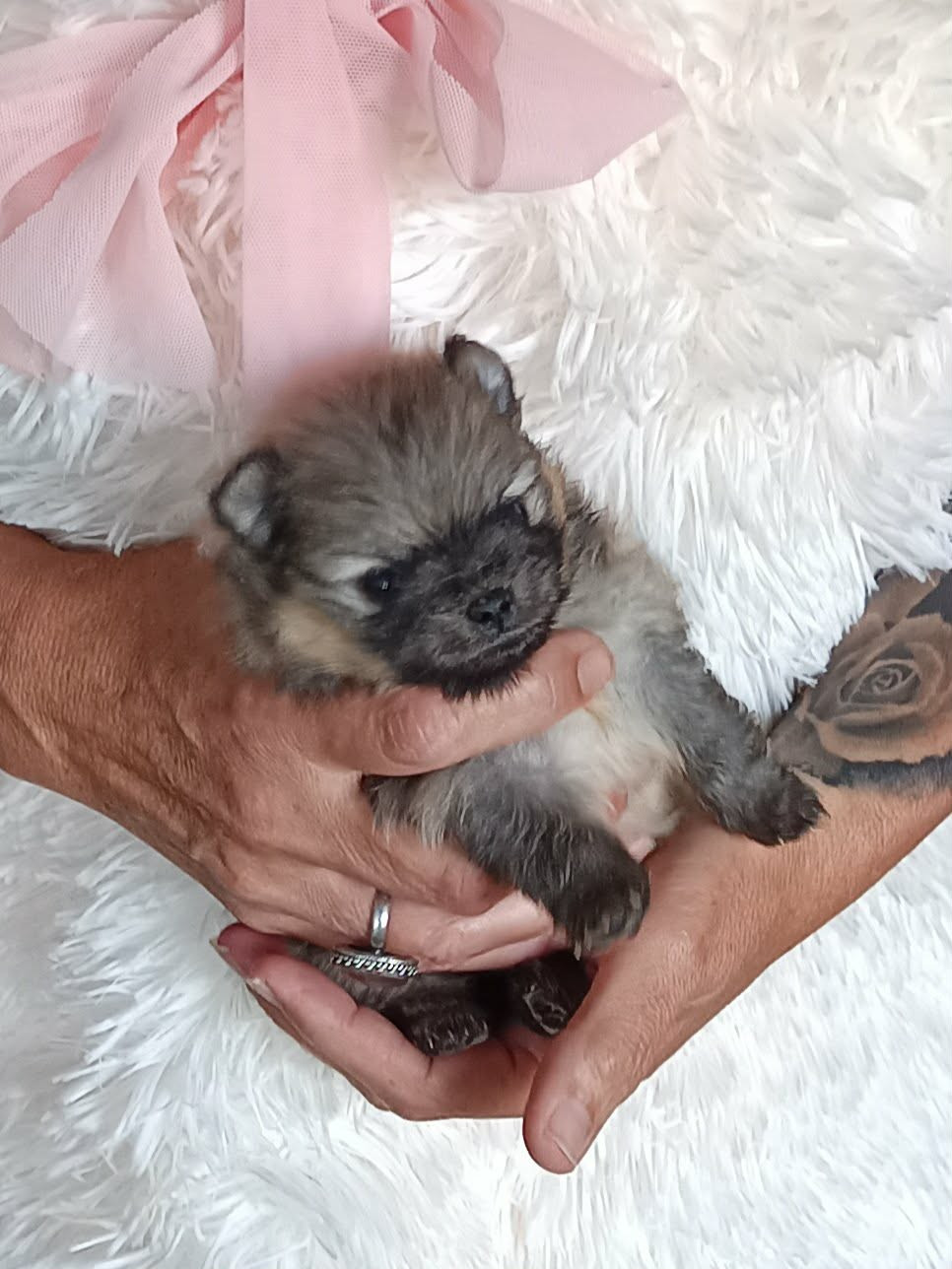 Des Punchy Diamonds - Chiots disponibles - Spitz allemand