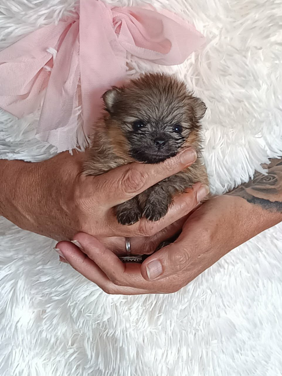 Des Punchy Diamonds - Chiots disponibles - Spitz allemand