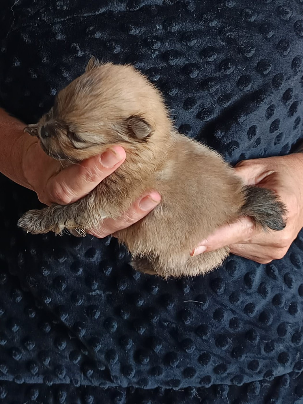 Des Punchy Diamonds - Chiots disponibles - Spitz allemand