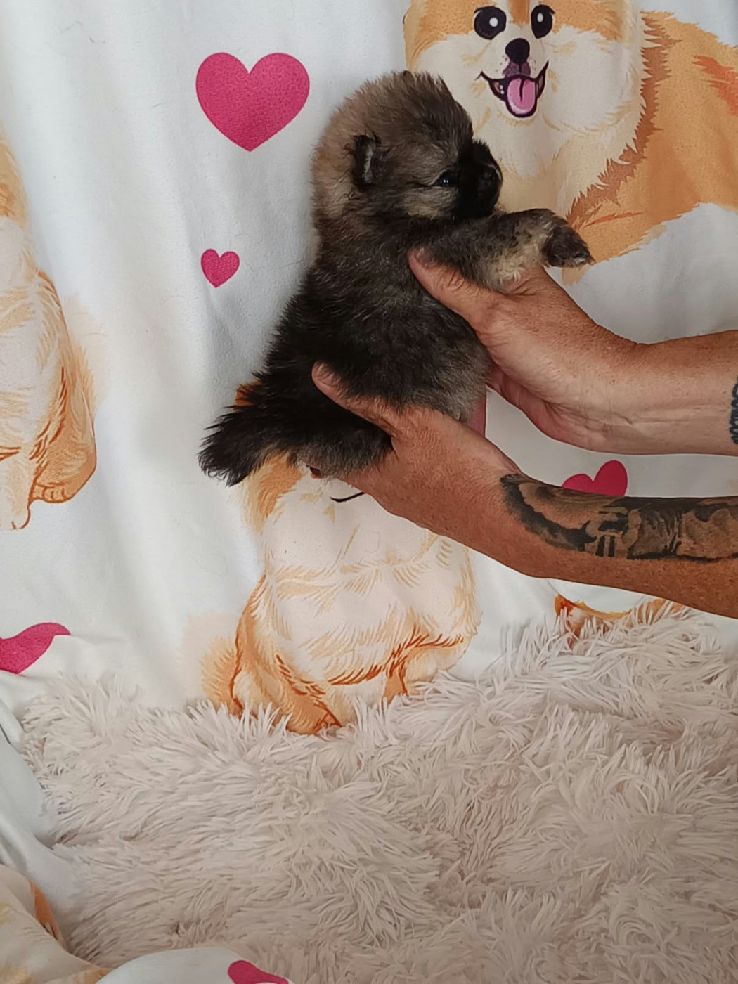 Des Punchy Diamonds - Chiots disponibles - Spitz allemand