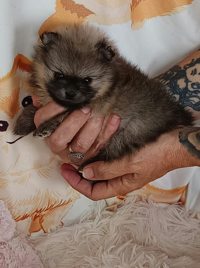 Des Punchy Diamonds - Chiots disponibles - Spitz allemand