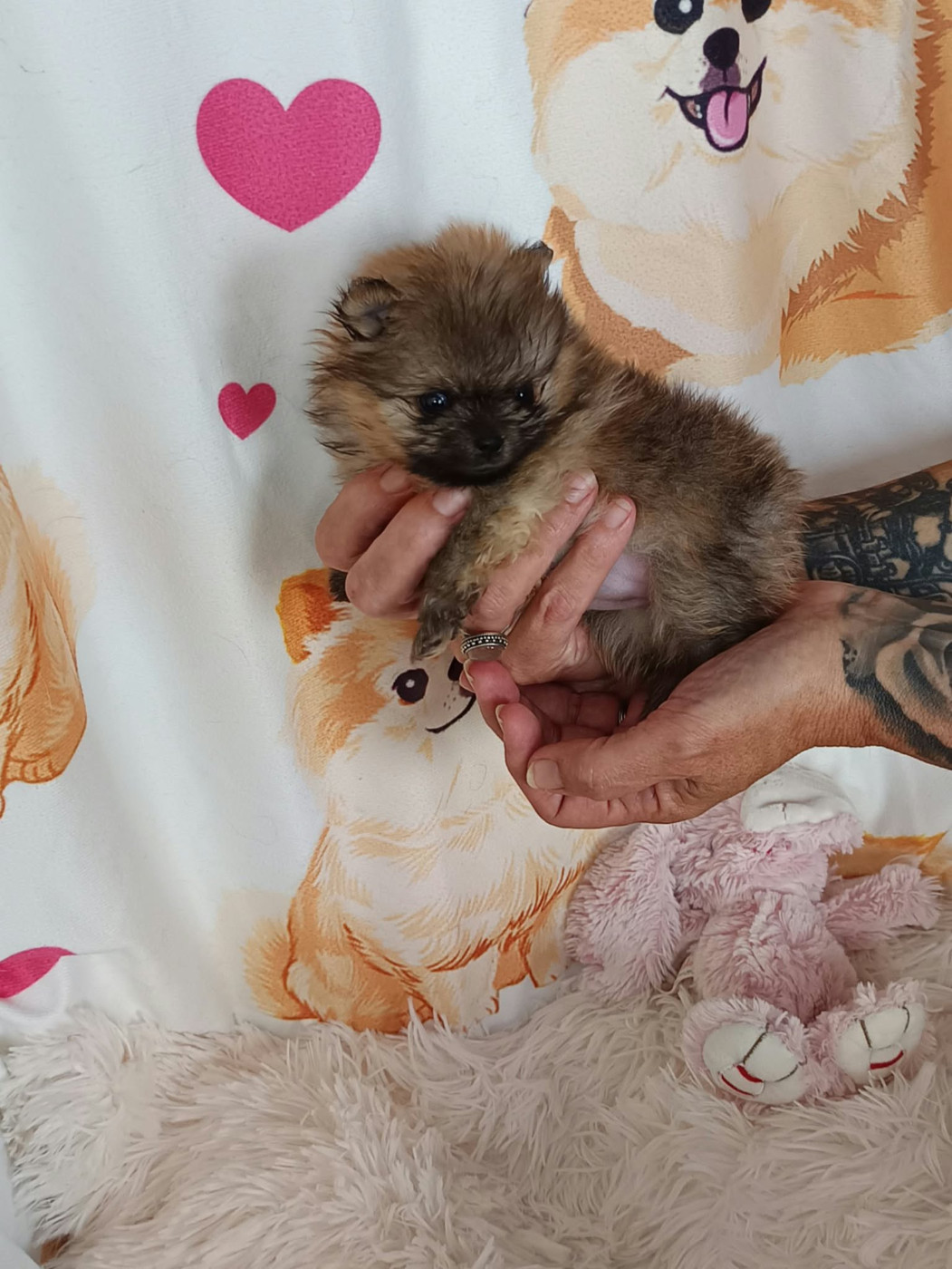 Des Punchy Diamonds - Chiots disponibles - Spitz allemand