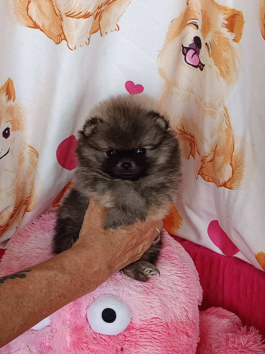 Des Punchy Diamonds - Chiots disponibles - Spitz allemand