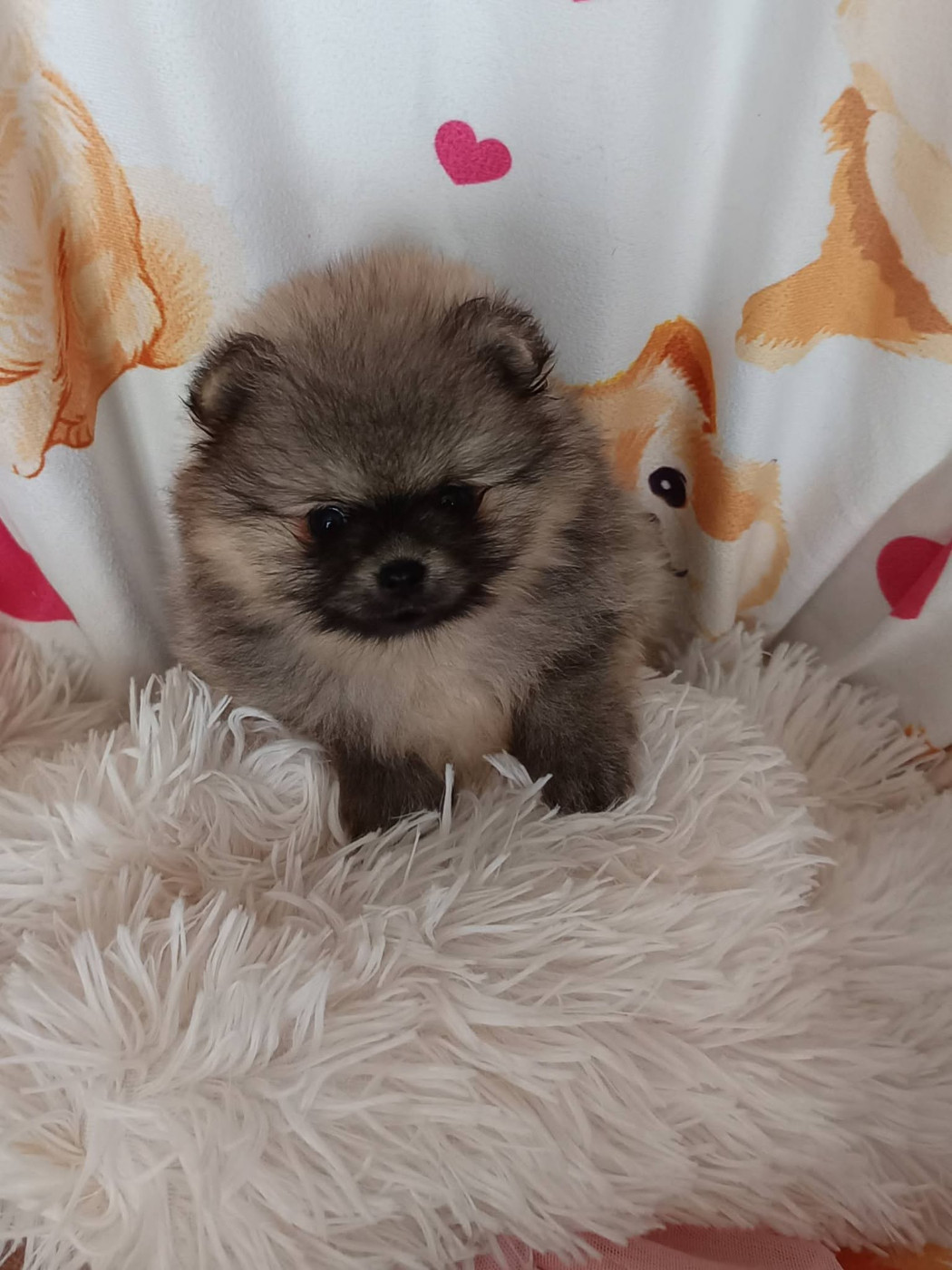 Des Punchy Diamonds - Chiots disponibles - Spitz allemand