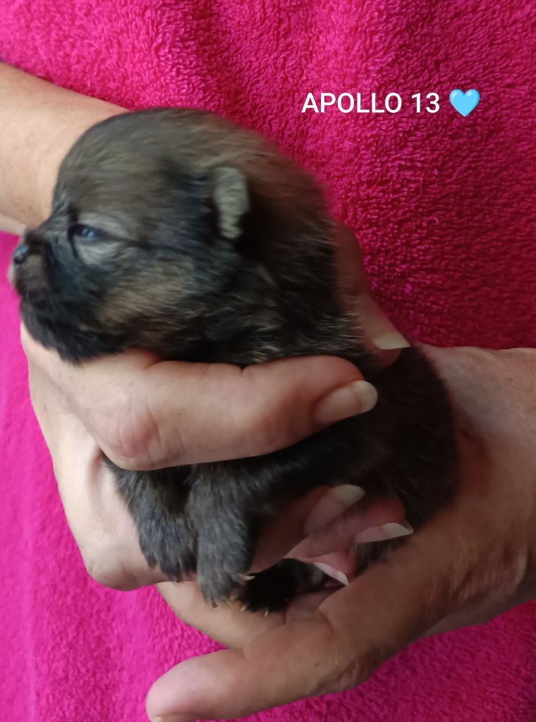 Des Punchy Diamonds - Chiots disponibles - Spitz allemand