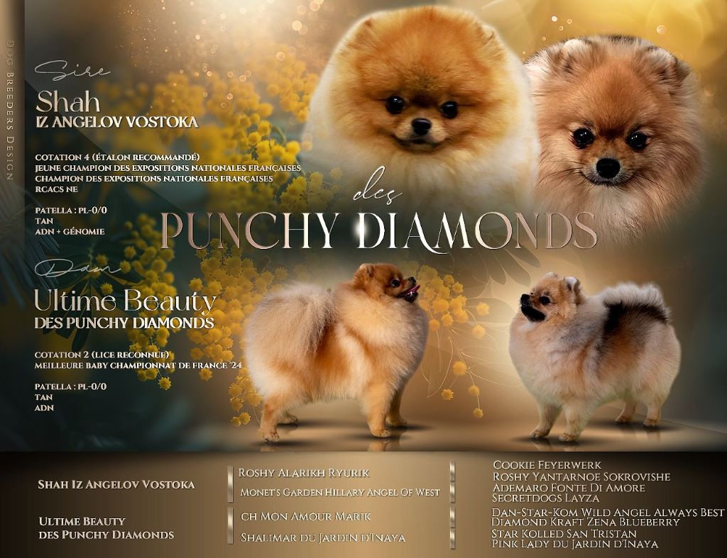Chiot Spitz allemand Des Punchy Diamonds