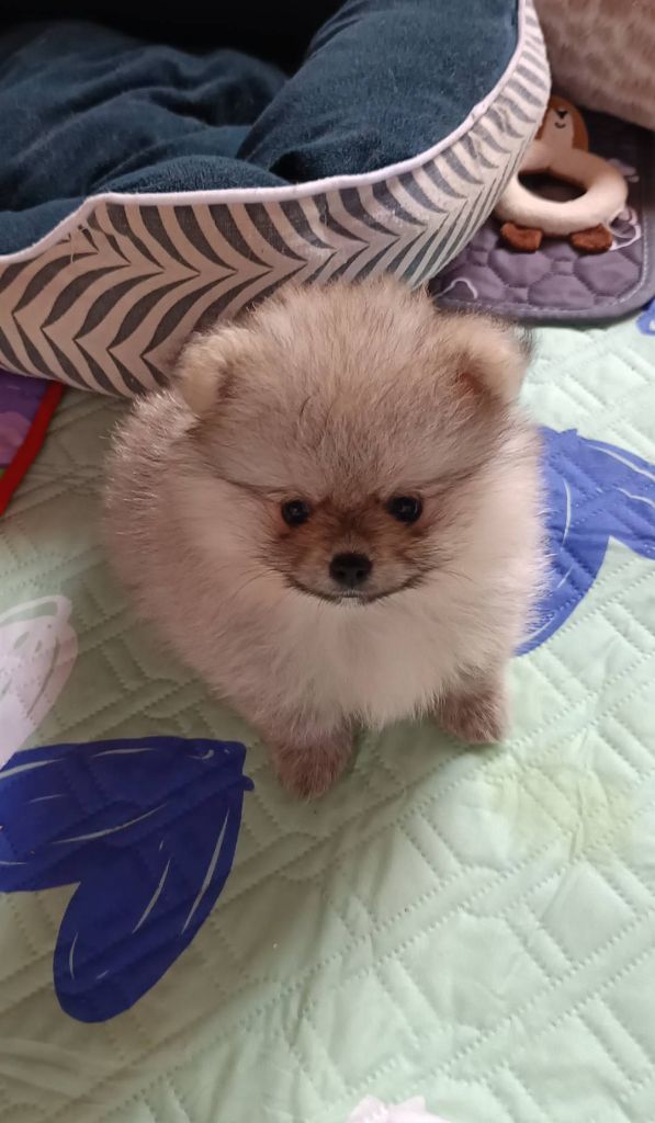 Des Punchy Diamonds - Chiots disponibles - Spitz allemand