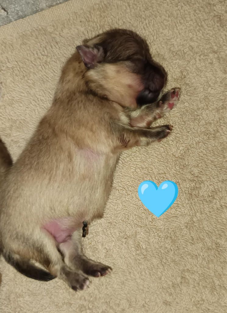 Des Punchy Diamonds - Chiots disponibles - Spitz allemand